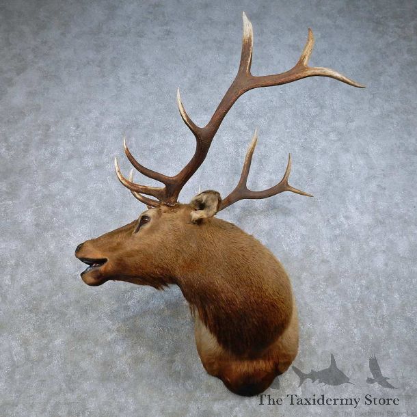 Rocky Mountain Elk Mount For Sale #15019 @ The Taxidermy Store