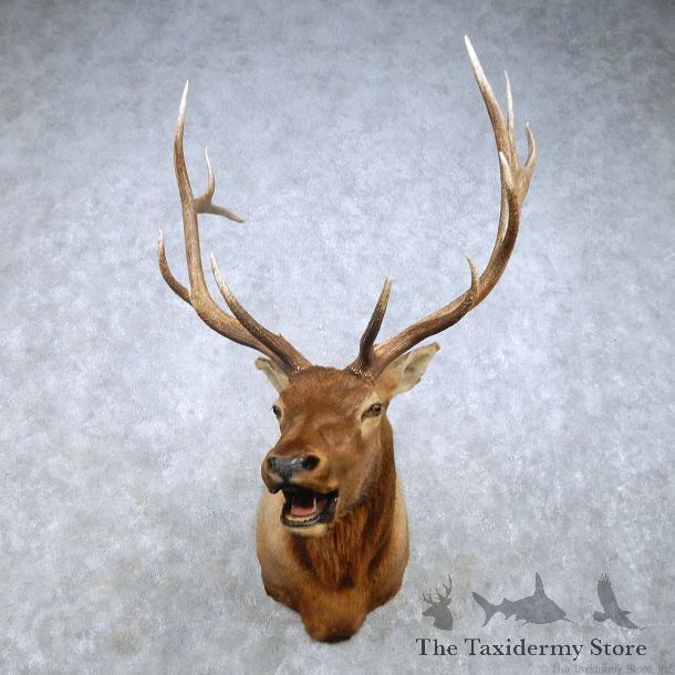 Rocky Mountain Elk Mount For Sale #15020 @ The Taxidermy Store