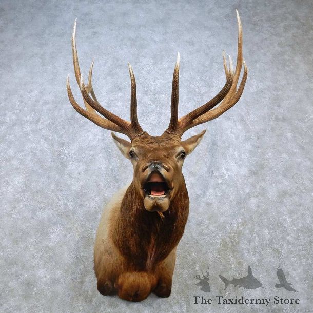 Rocky Mountain Elk Shoulder Mount For Sale #15041 @ The Taxidermy Store