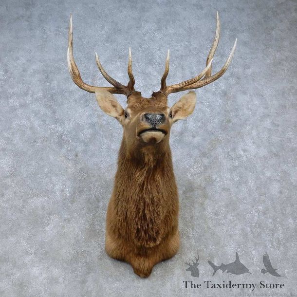 Rocky Mountain Elk Shoulder Mount For Sale #15061 @ The Taxidermy Store
