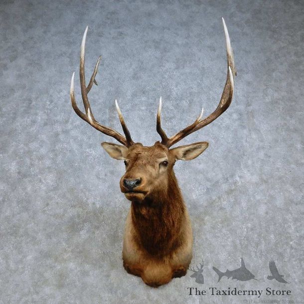 Rocky Mountain Elk Shoulder Mount For Sale #15099 @ The Taxidermy Store