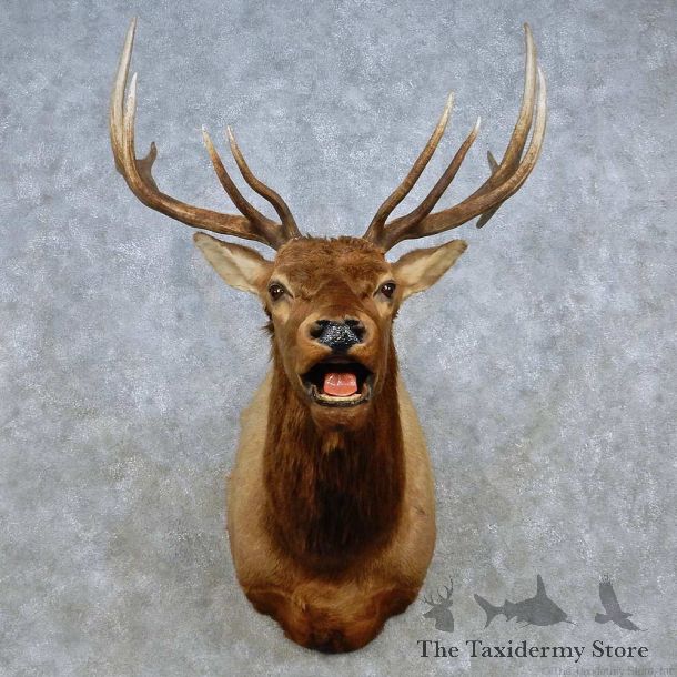 Rocky Mountain Elk Shoulder Mount For Sale #15100 @ The Taxidermy Store