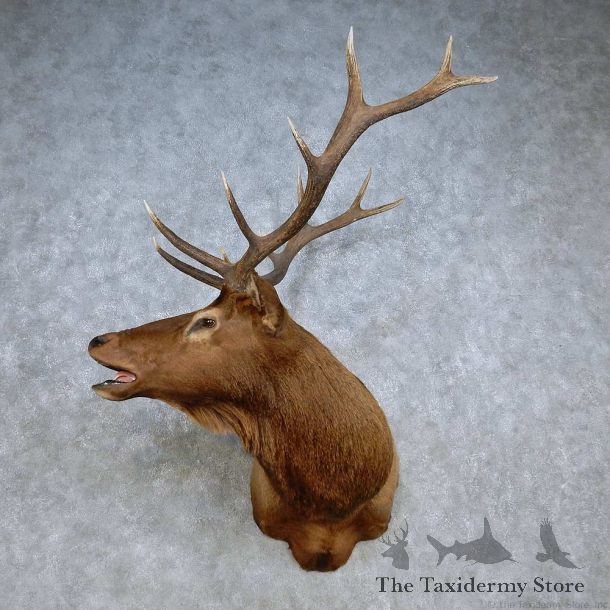 Rocky Mountain Elk Shoulder Mount For Sale #15101 @ The Taxidermy Store