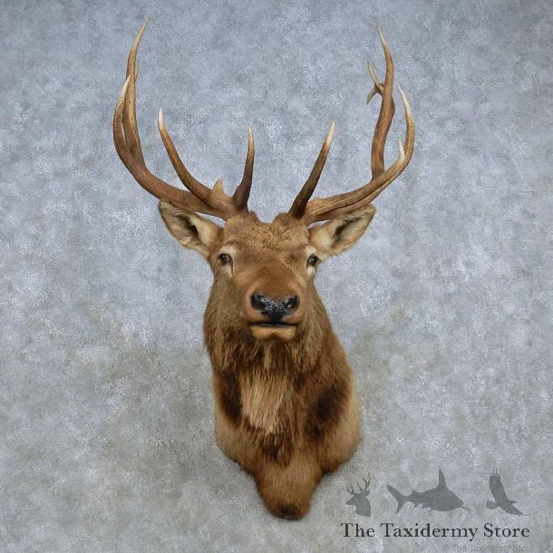 Rocky Mountain Elk Shoulder Mount For Sale #15102 @ The Taxidermy Store