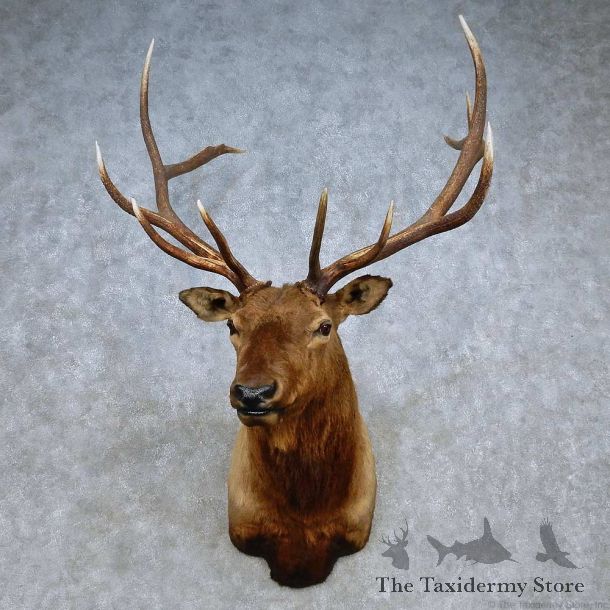 Rocky Mountain Elk Shoulder Mount For Sale #15103 @ The Taxidermy Store