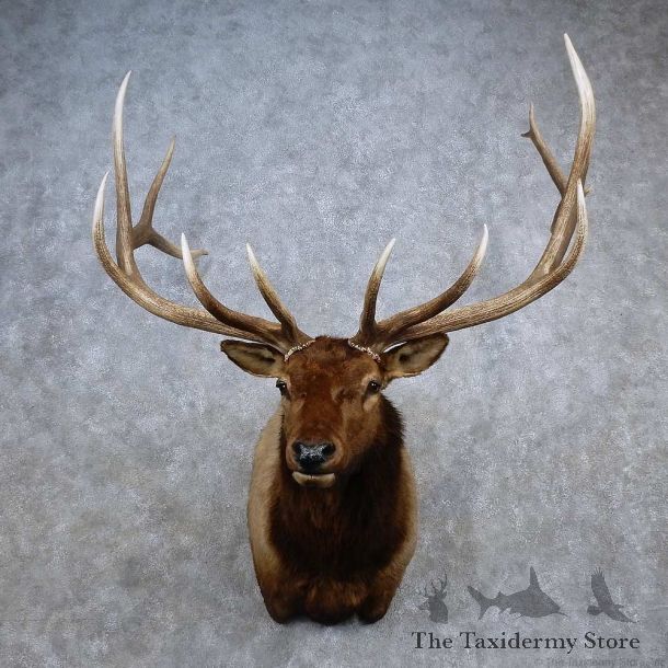 Rocky Mountain Elk Shoulder Mount For Sale #15678 @ The Taxidermy Store