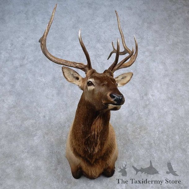 Rocky Mountain Elk Shoulder Mount For Sale #15681 @ The Taxidermy Store