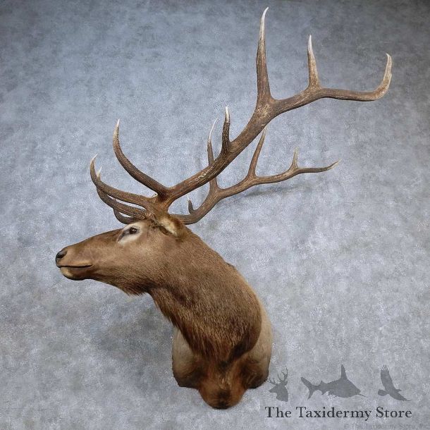 Rocky Mountain Elk Shoulder Mount For Sale #15683 @ The Taxidermy Store