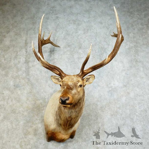 Rocky Mountain Elk Shoulder Mount For Sale #16192 @ The Taxidermy Store