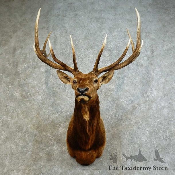 Rocky Mountain Elk Shoulder Mount For Sale #16171 @ The Taxidermy Store