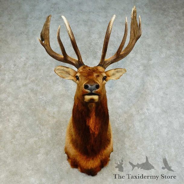 Rocky Mountain Elk Shoulder Mount For Sale #16279 @ The Taxidermy Store