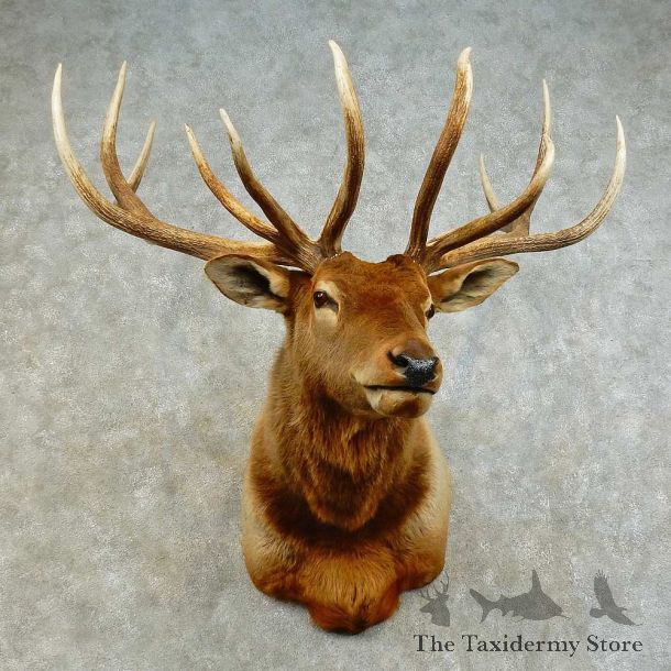 Rocky Mountain Elk Shoulder Mount For Sale #16380 @ The Taxidermy Store