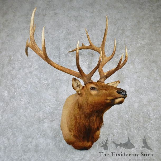 Rocky Mountain Elk Shoulder Taxidermy Head Mount #12603 For Sale @ The Taxidermy Store