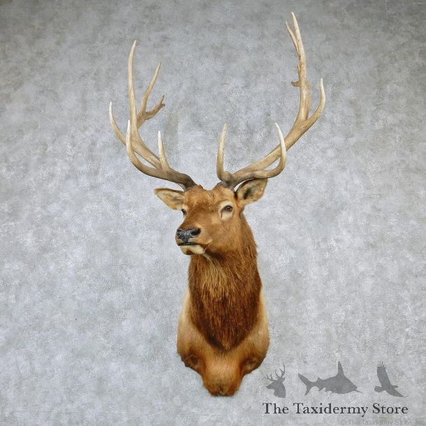 Rocky Mountain Elk Shoulder Taxidermy Head Mount #12604 For Sale @ The Taxidermy Store