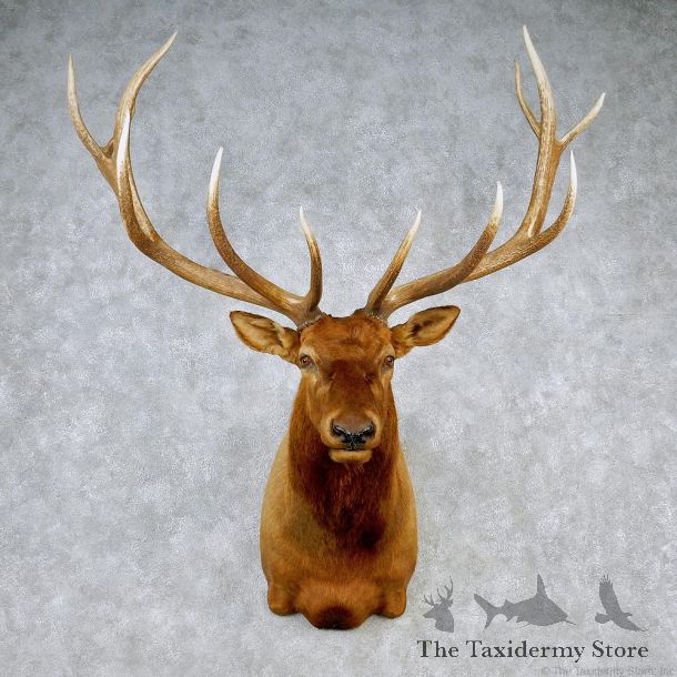Rocky Mountain Elk Shoulder Taxidermy Head Mount #12606 For Sale @ The Taxidermy Store