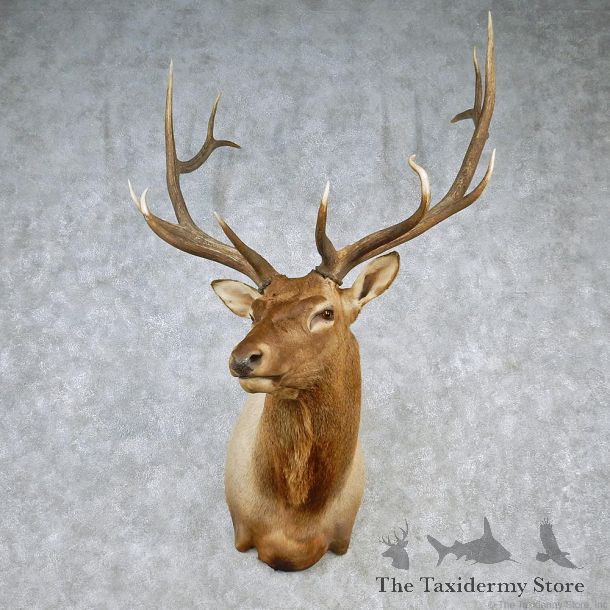 Rocky Mountain Elk Shoulder Taxidermy Head Mount #12607 For Sale @ The Taxidermy Store
