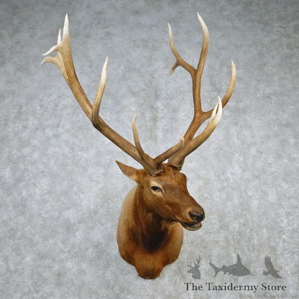 Rocky Mountain Elk Shoulder Taxidermy Head Mount #12608 For Sale @ The Taxidermy Store