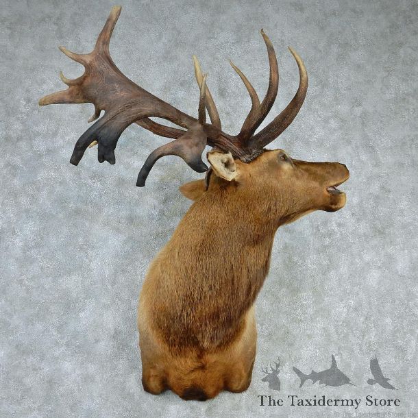 Rocky Mountain Elk Shoulder Taxidermy Head Mount #12738 For Sale @ The Taxidermy Store