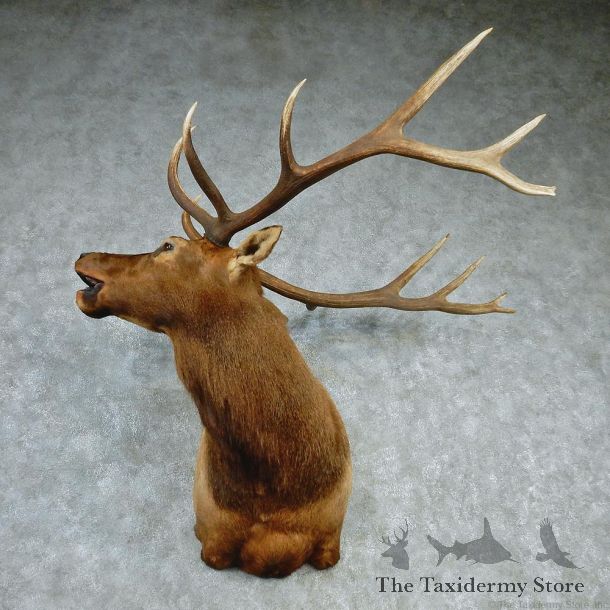 Rocky Mountain Elk Shoulder Taxidermy Head Mount #12740 For Sale @ The Taxidermy Store