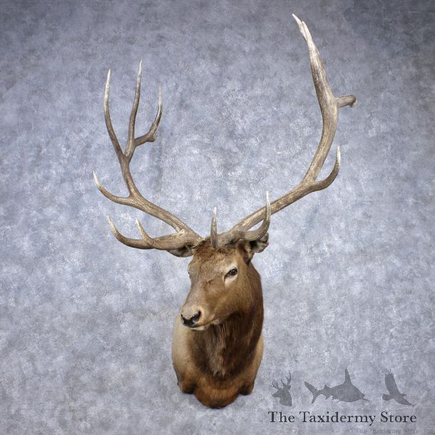 Rocky Mountain Elk Shoulder Taxidermy Head Mount #12376 For Sale @ The Taxidermy Store