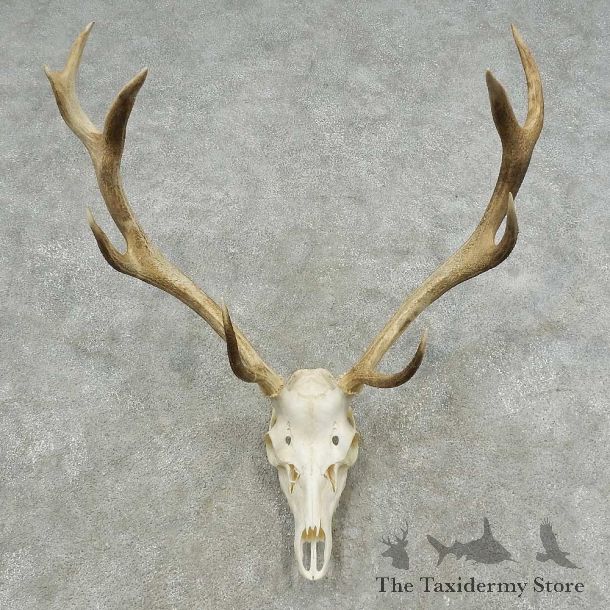 Rocky Mountain Elk Skull European Mount For Sale #16727 @ The Taxidermy Store