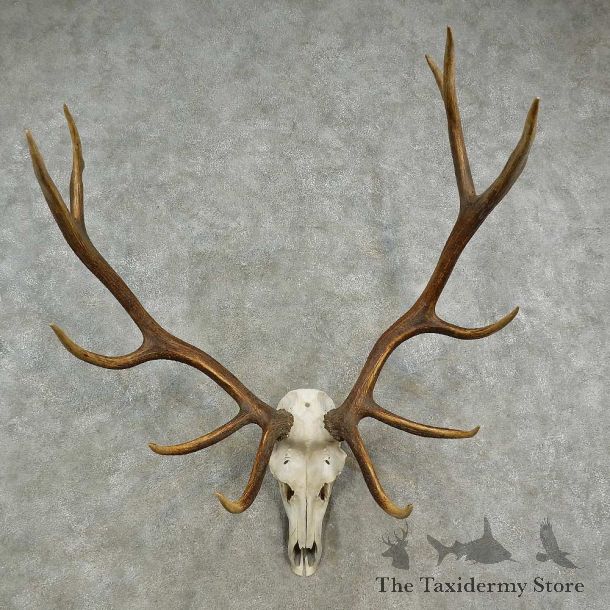 Rocky Mountain Elk Skull European Mount For Sale #16904 @ The Taxidermy Store