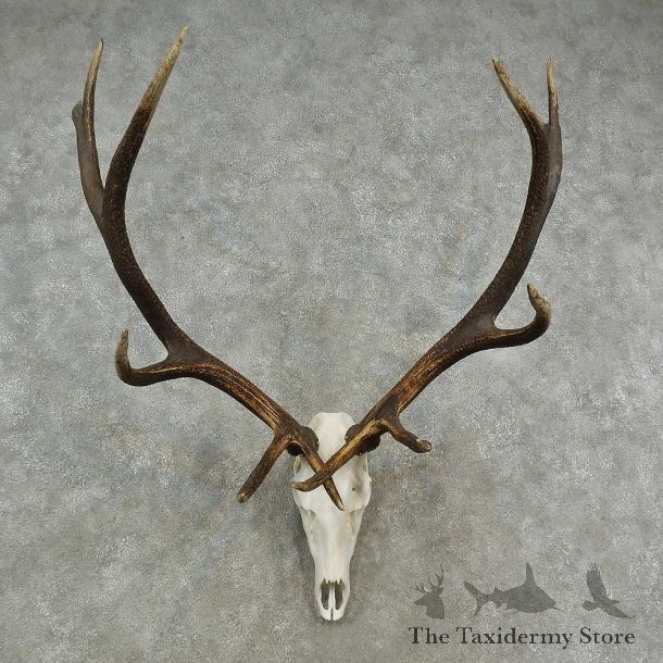 Rocky Mountain Elk Skull European Mount For Sale #16950 @ The Taxidermy Store