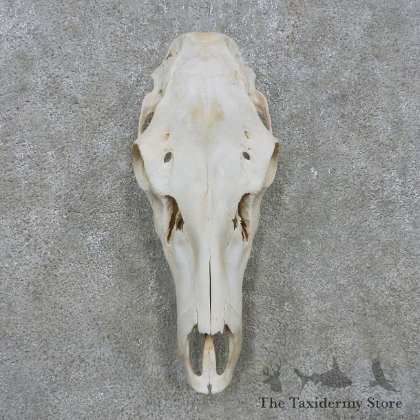 Rocky Mountain Elk Skull For Sale #15159 @ The Taxidermy Store