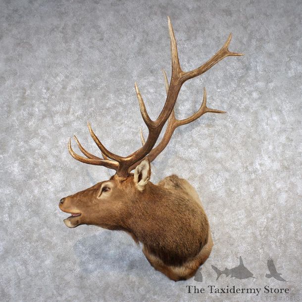 Rocky Mountain Elk Shoulder Taxidermy Head Mount #10619 For Sale @ The Taxidermy Store