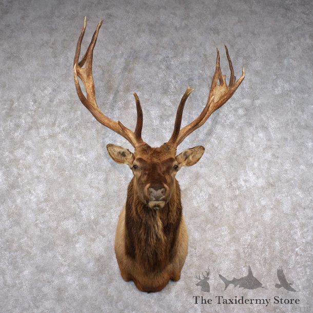 Rocky Mountain Elk Shoulder Taxidermy Head Mount #12284 For Sale @ The Taxidermy Store