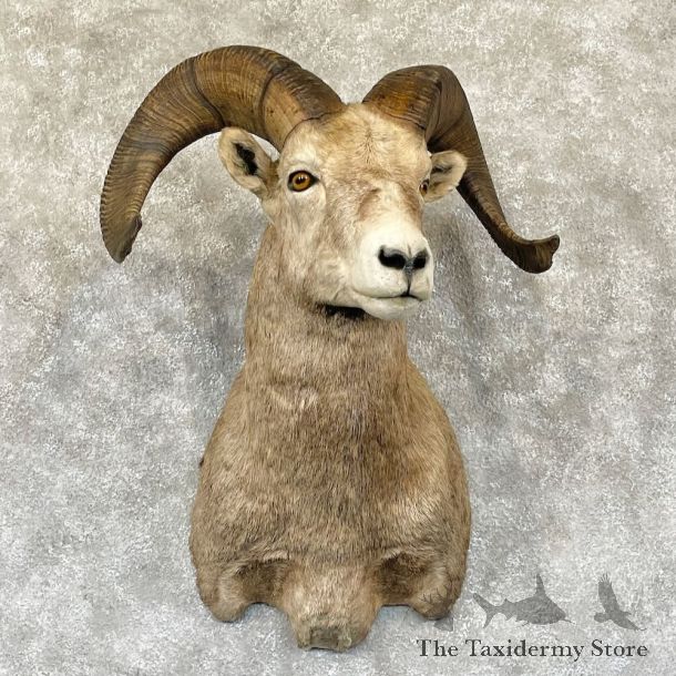 Rocky Mountain Bighorn Sheep Shoulder Mount For Sale #28278 @ The Taxidermy Store