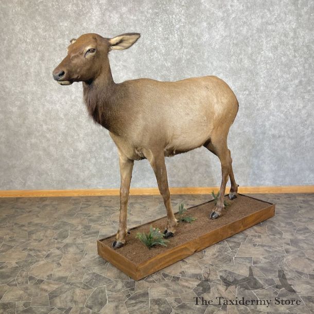 Rocky Mountain Cow Elk Life-Size Mount For Sale #25476 @ The Taxidermy Store
