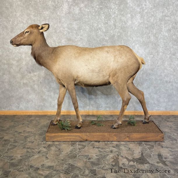 Rocky Mountain Cow Elk Life-Size Mount For Sale #25477 @ The Taxidermy Store