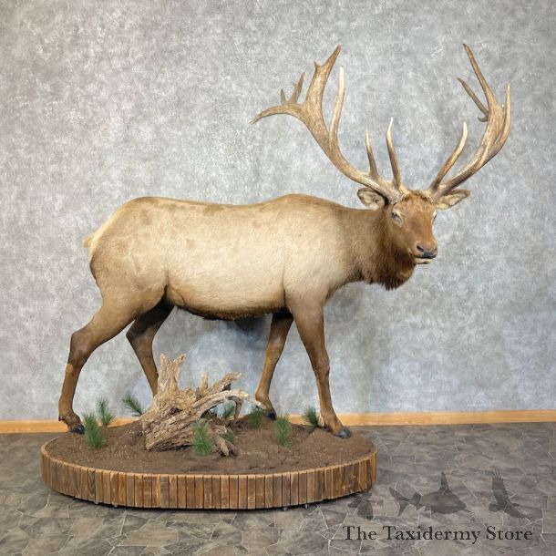 Rocky Mountain Elk Life-Size Mount For Sale #25478 @ The Taxidermy Store