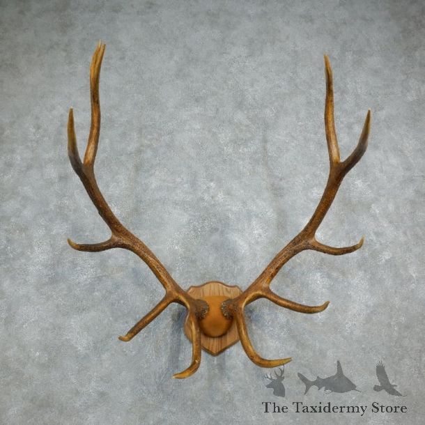 Rocky Mountain Elk Plaque Mount For Sale #18329 @ The Taxidermy Store