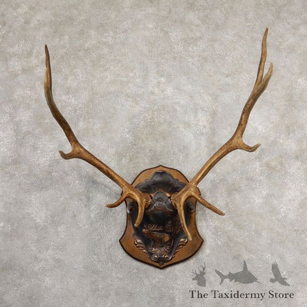 Rocky Mountain Elk Plaque Mount For Sale #19317 @ The Taxidermy Store