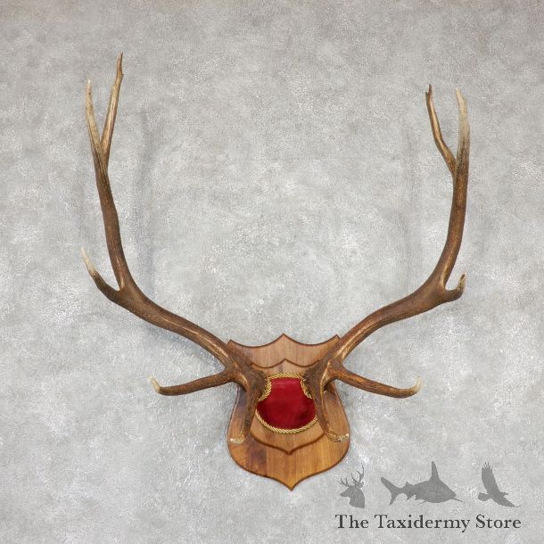 Rocky Mountain Elk Plaque Mount For Sale #19504 @ The Taxidermy Store