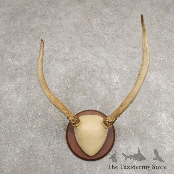 Rocky Mountain Elk Plaque Mount For Sale #20998 @ The Taxidermy Store