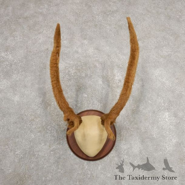 Rocky Mountain Elk Plaque Mount For Sale #20999 @ The Taxidermy Store