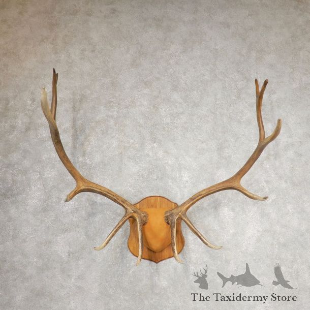 Rocky Mountain Elk Plaque Mount For Sale #21064 @ The Taxidermy Store