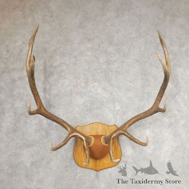 Rocky Mountain Elk Plaque Mount For Sale #21065 @ The Taxidermy Store