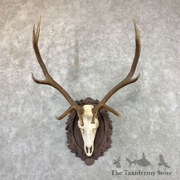 Rocky Mountain Elk Plaque Mount For Sale #22554 @ The Taxidermy Store