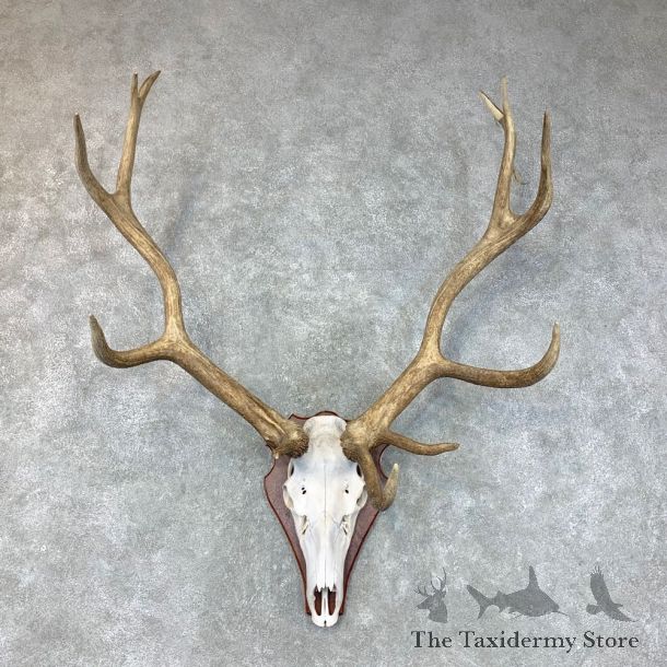 Rocky Mountain Elk Plaque Mount For Sale #22644 @ The Taxidermy Store