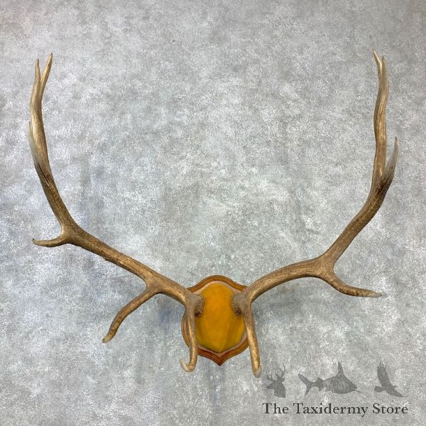 Rocky Mountain Elk Plaque Mount For Sale #23102 @ The Taxidermy Store