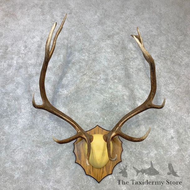 Rocky Mountain Elk Plaque Mount For Sale #23103 @ The Taxidermy Store