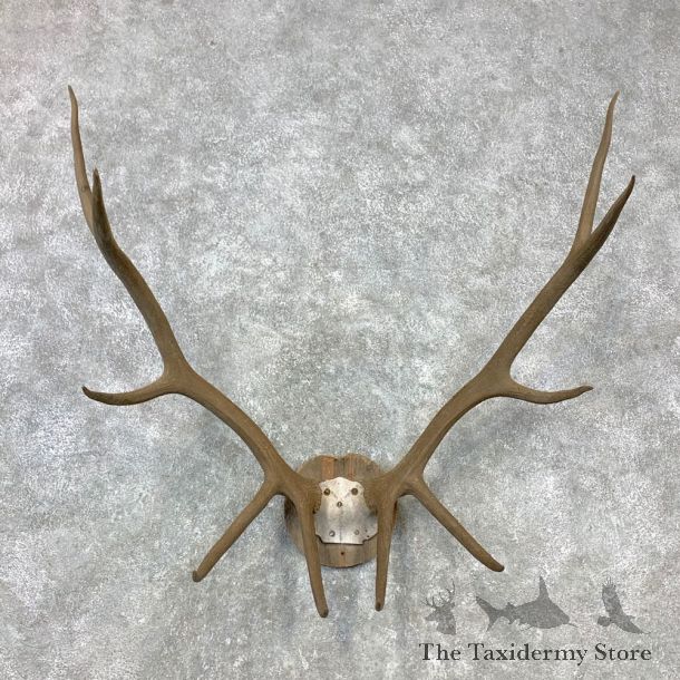 Rocky Mountain Elk Plaque Mount For Sale #23295 @ The Taxidermy Store