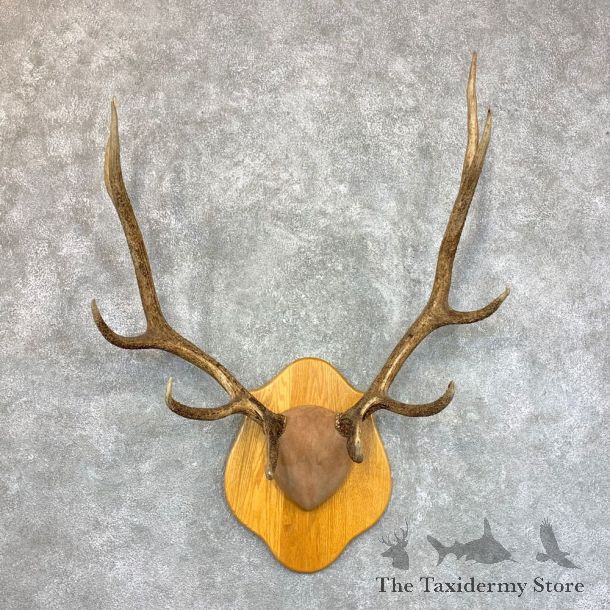Rocky Mountain Elk Plaque Mount For Sale #23618 @ The Taxidermy Store