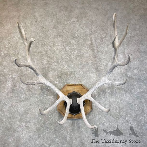 Rocky Mountain Elk Plaque Mount For Sale #24591 @ The Taxidermy Store