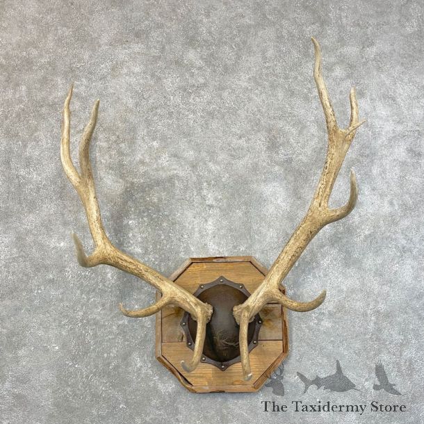 Rocky Mountain Elk Plaque Mount For Sale #24634 @ The Taxidermy Store