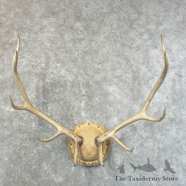 Rocky Mountain Elk Plaque Mount For Sale #24637 @ The Taxidermy Store